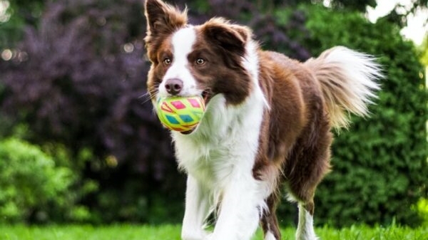 dog biting a ball