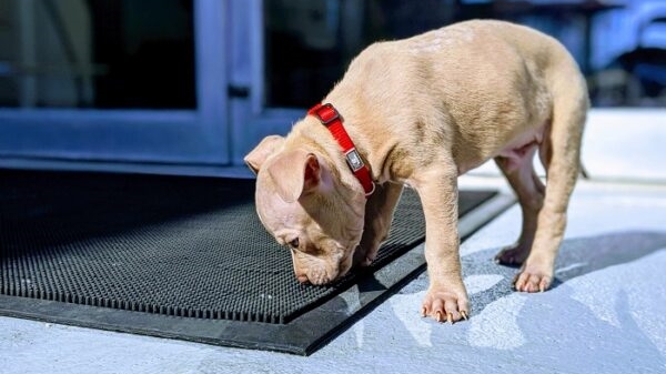 a dog sniff a mat