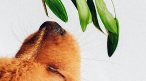 dog sniffs leaf